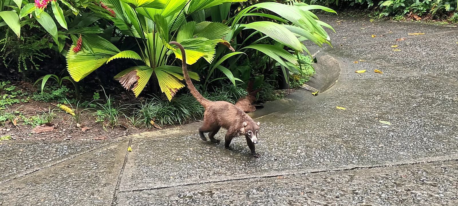 Nasenbär