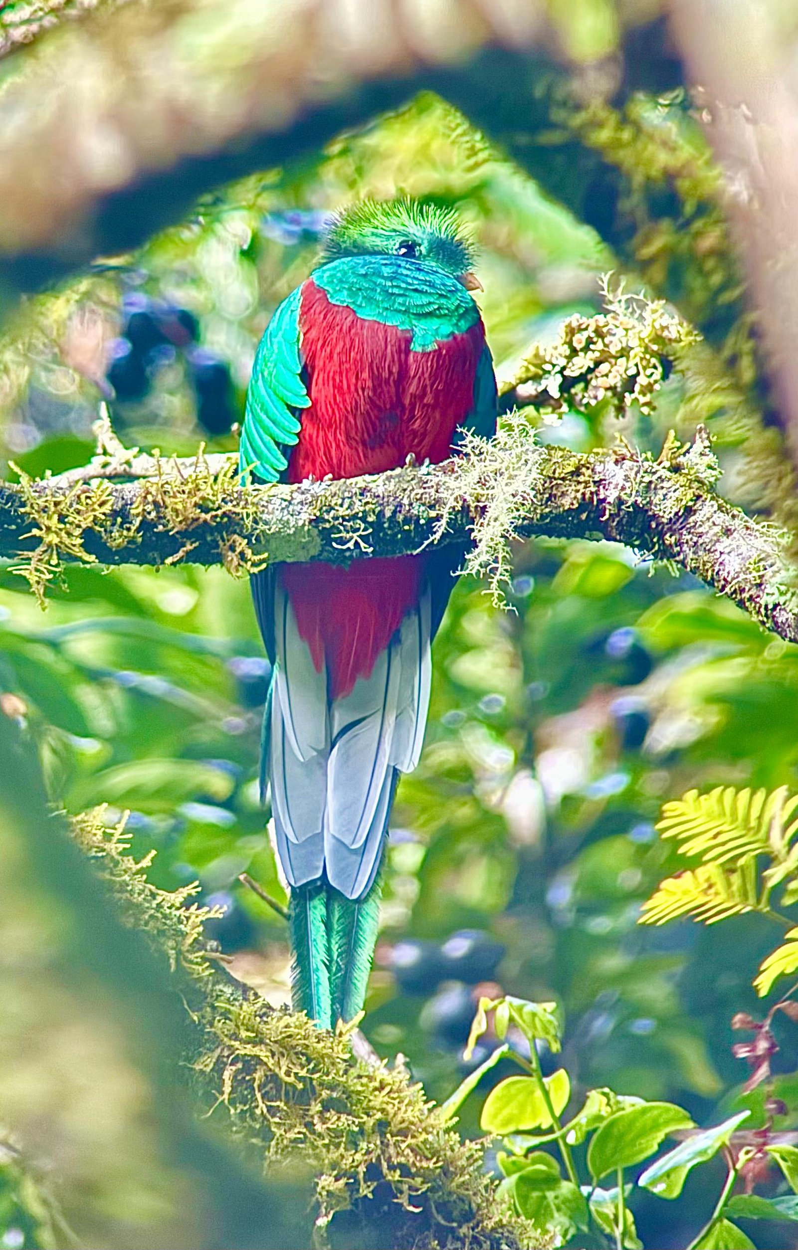 Quetzal in Costa Rica