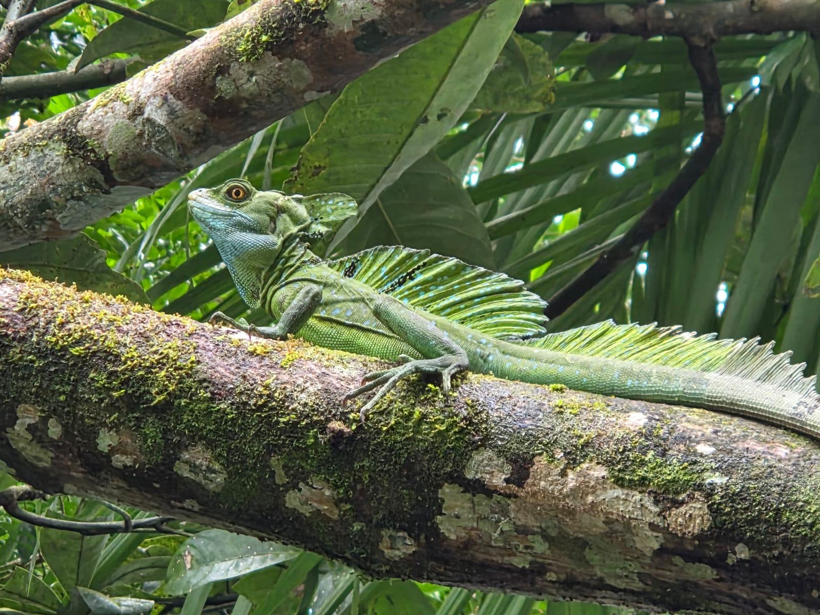 Basilisk