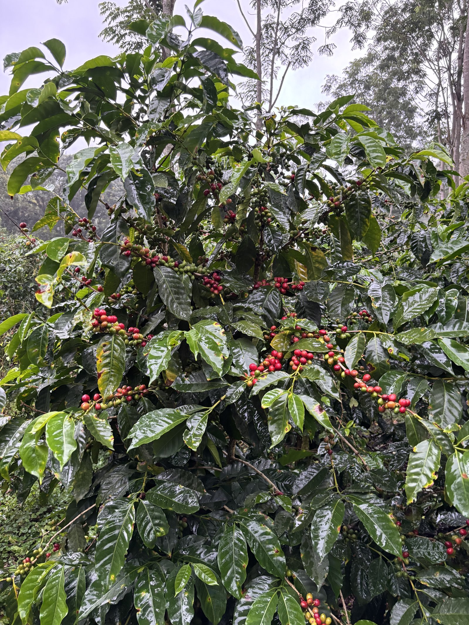 Kaffeeplantage Costa Rica