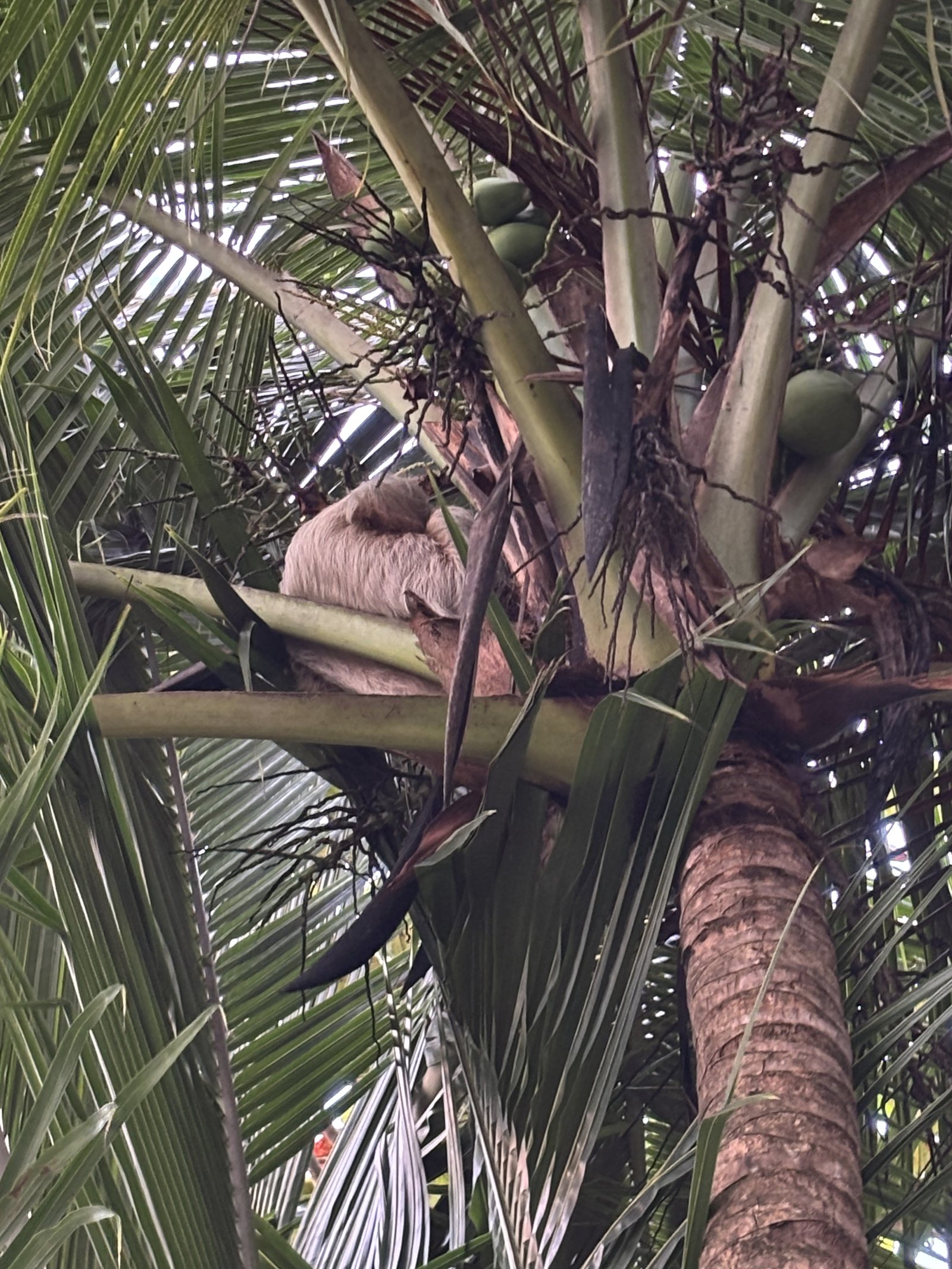 Faultier in Costa Rica