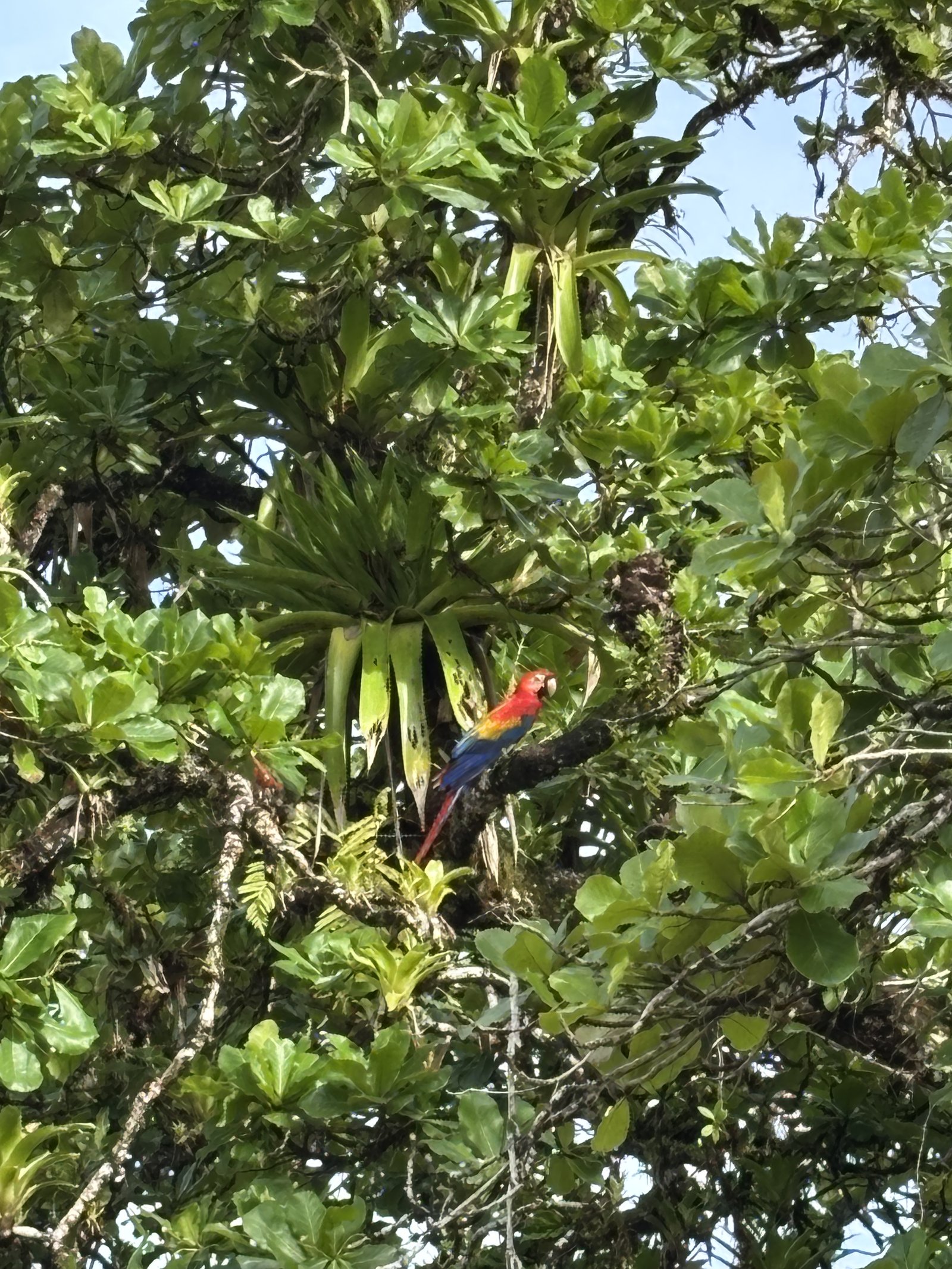 Ara im Corcovado NP - Costa Rica