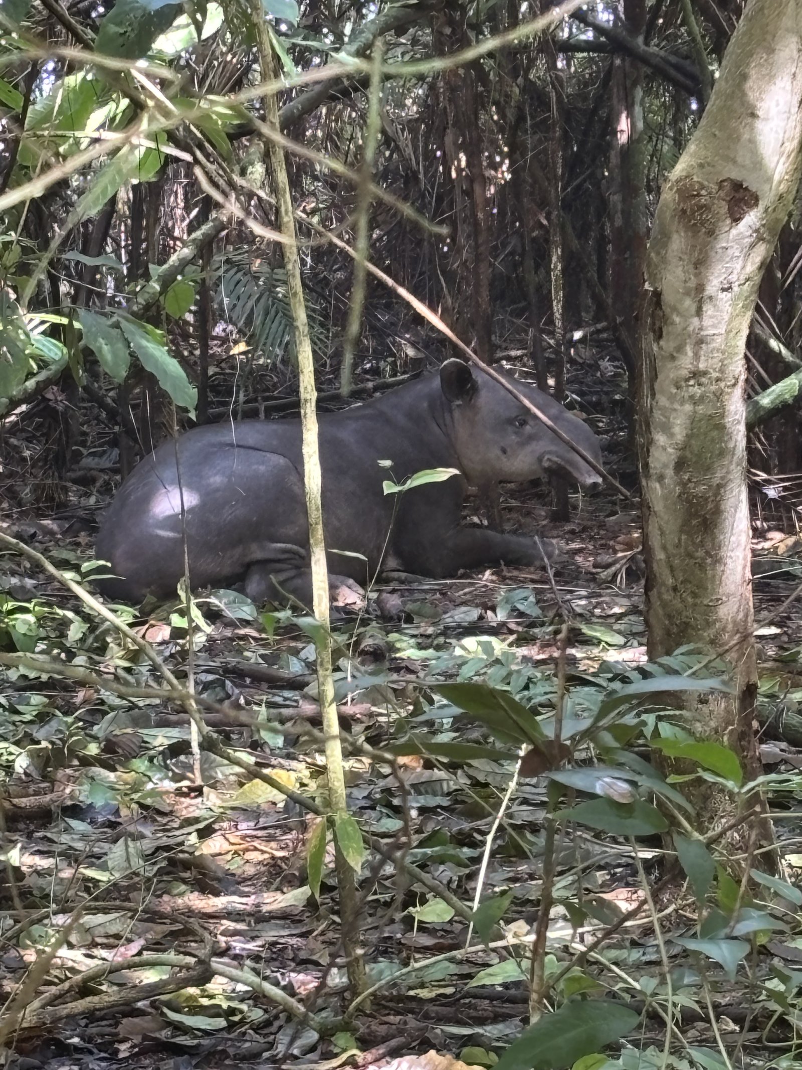Tapir im Corcovado NP - Costa Rica