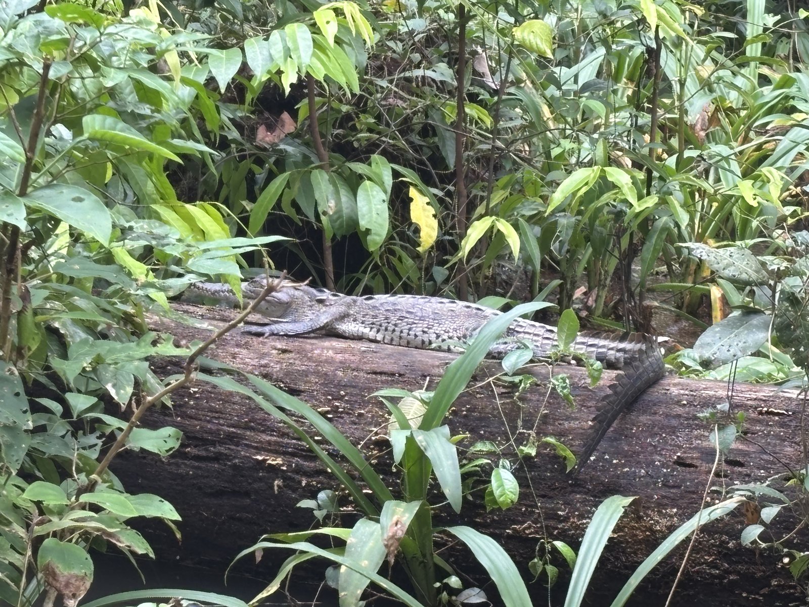 Krokodil im Corcovado NP