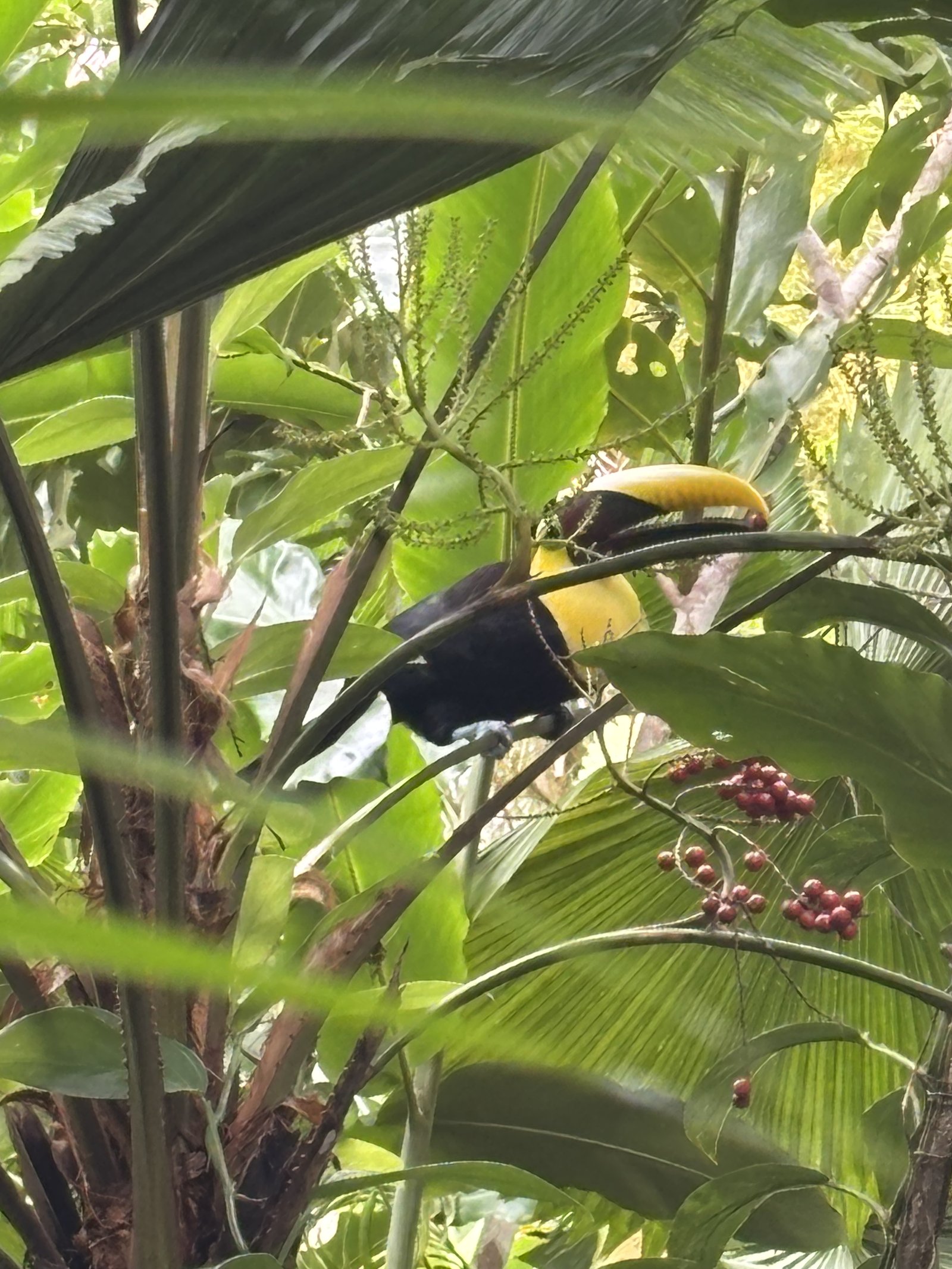 Tucan Osa Peninsula - Costa Rica
