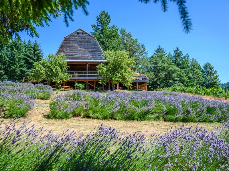 Lumos_Winery_Mid_Willamette Valley Food Trail_Credit Reed Lane Photography