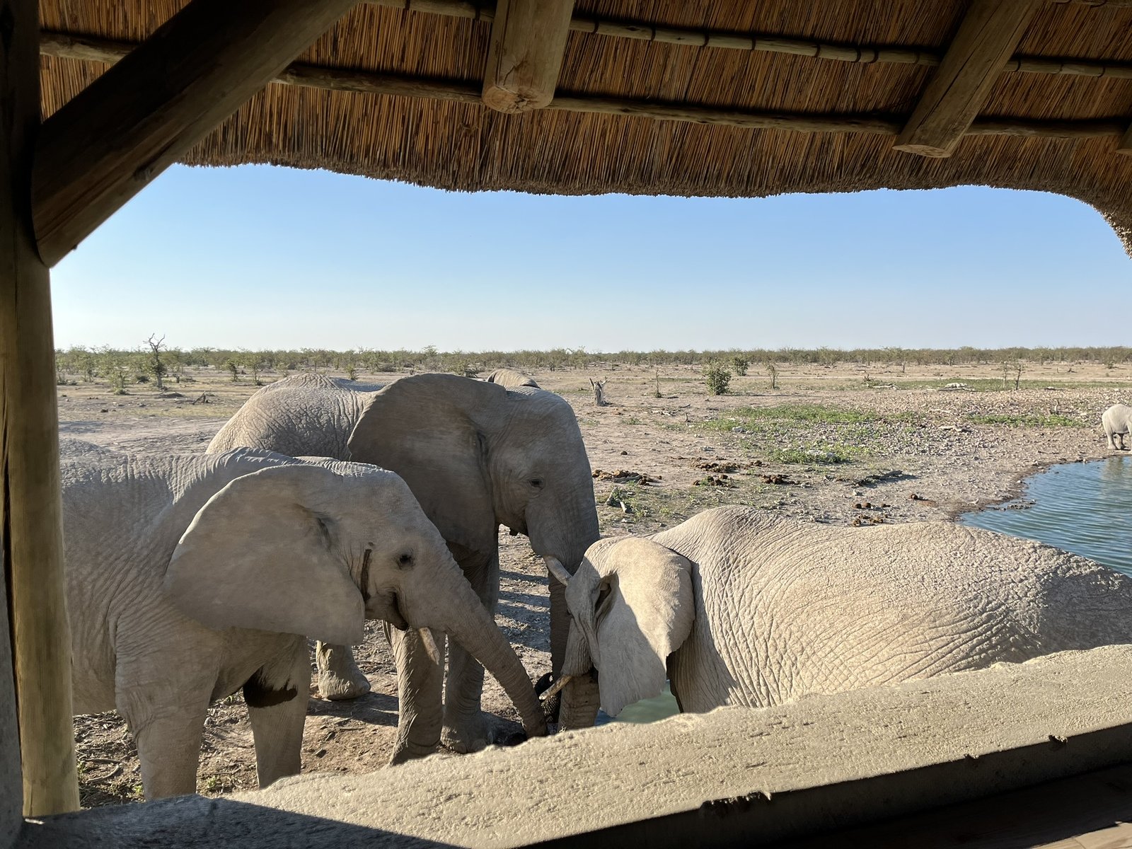 Natural Selection - Mountain Lodge