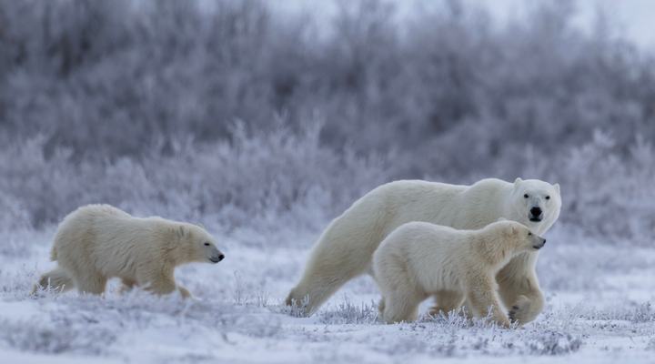 Eisbären Manitoba