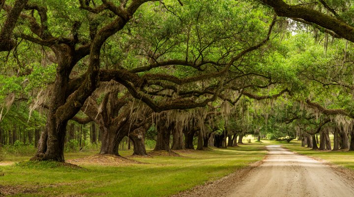 Avenue Of The Oaks
